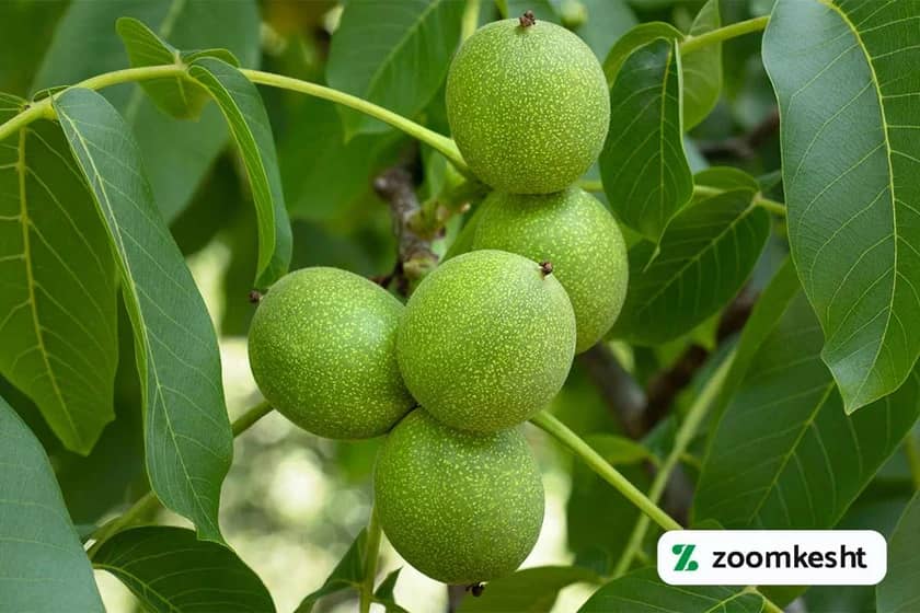 نهال گردو سر "بهترین نهال گردو"