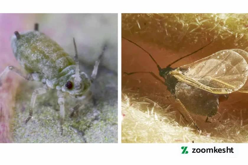 آفات هندوانه شته جالیز