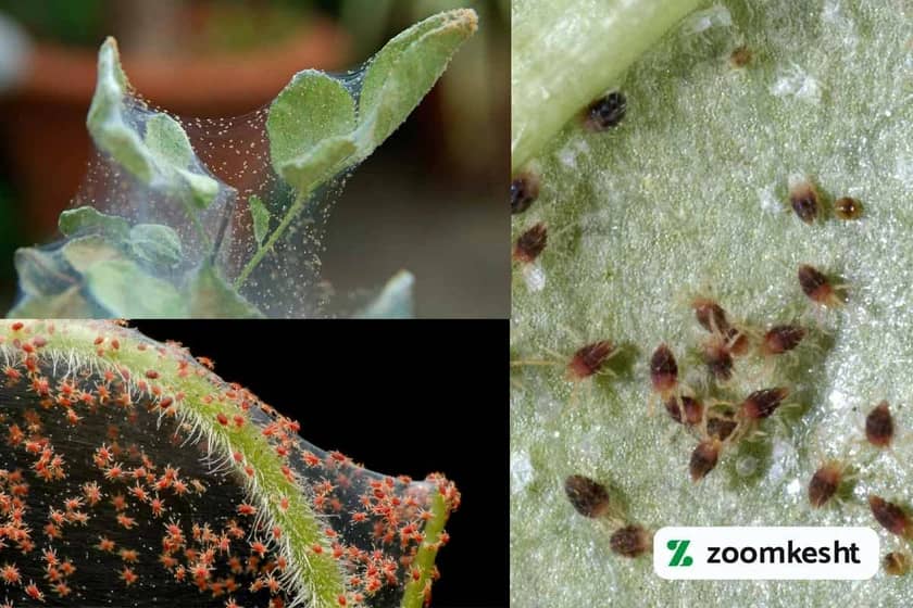 آفت هندوانه کنه تار عنکبوتی