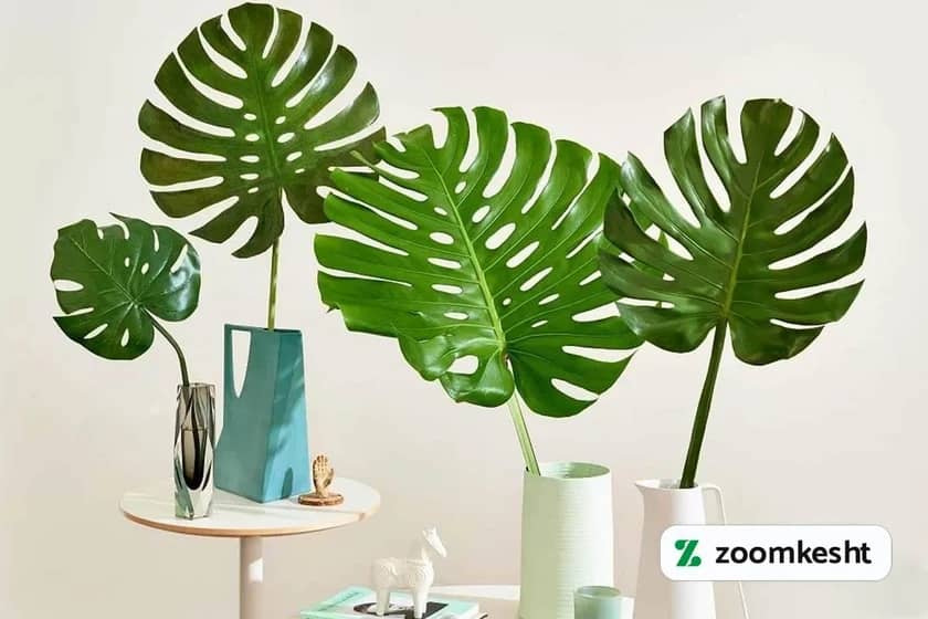 1765997907418-482405642.webp گیاه برک انجیری ابلق "گیاهان آپارتمانی لوکس"