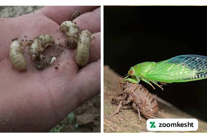 آفت زنجره مو