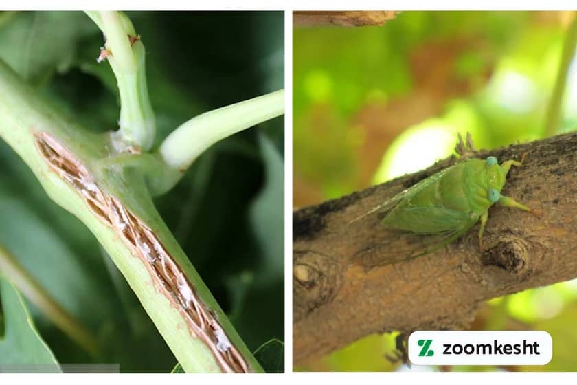 آفت زنجره مو