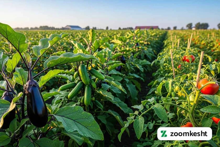 در تابستان چه بکاریم؟