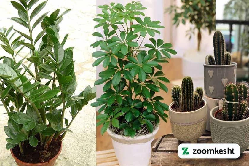 در تابستان چه بکاریم؟