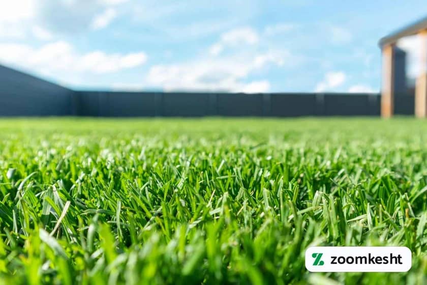 کوددهی تابستانی