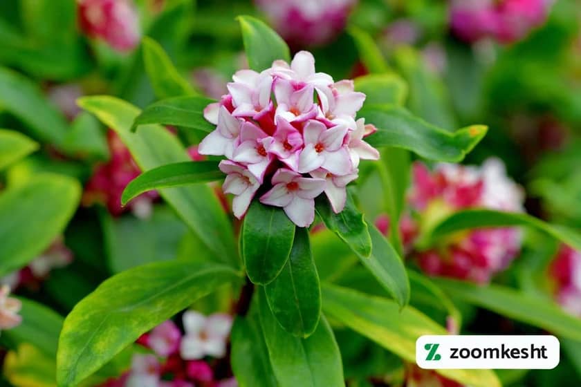 گیاه همیشه سبز میخک