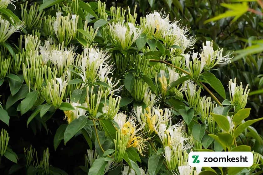 گیاه همیشه سبز پیچ امین‌الدوله