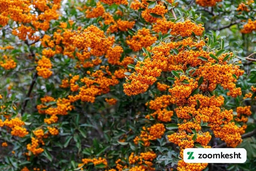 گیاه همیشه سبز پیروکانتا یا خار آتشین