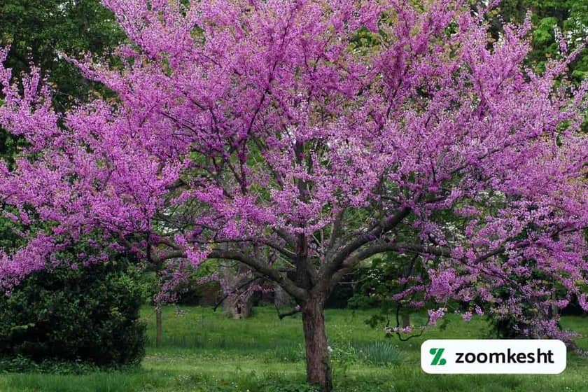 گیاه همیشه سبز ارغوان