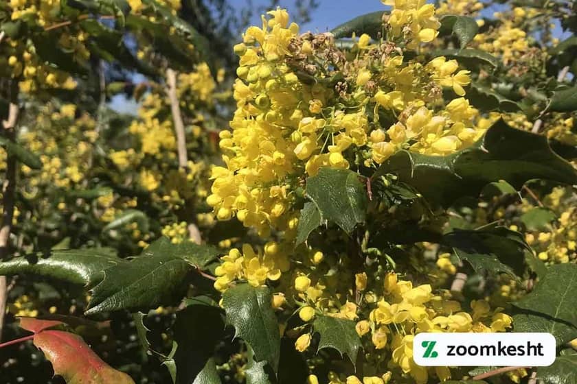 گیاه ماهونیا