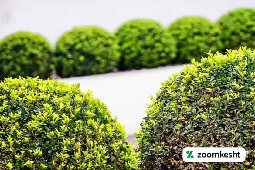 گیاه شمشاد معمولی