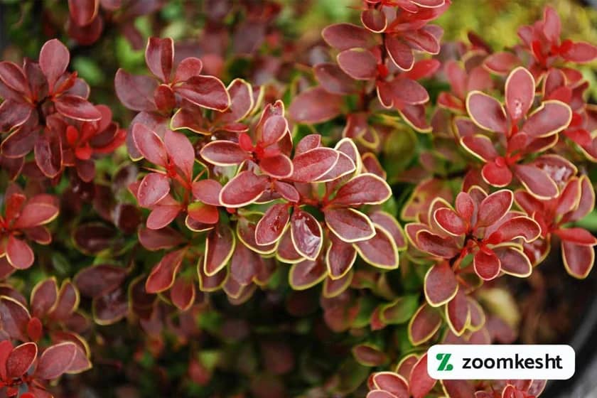 گیاه زرشک زینتی