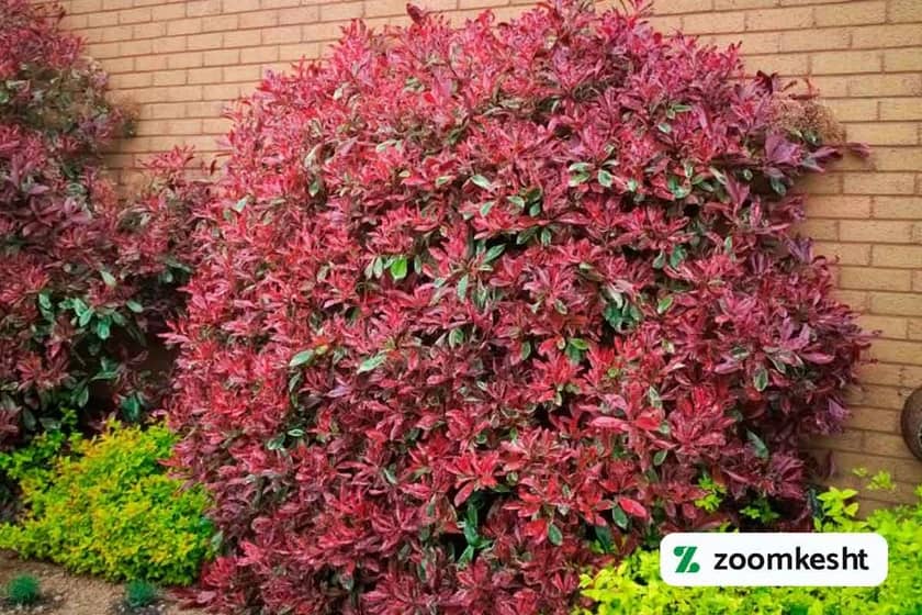 گیاه فوتینیا