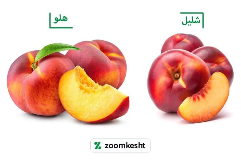 تفاوت هلو و شلیل