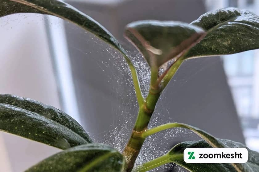 آفات گیاهان آپارتمانی