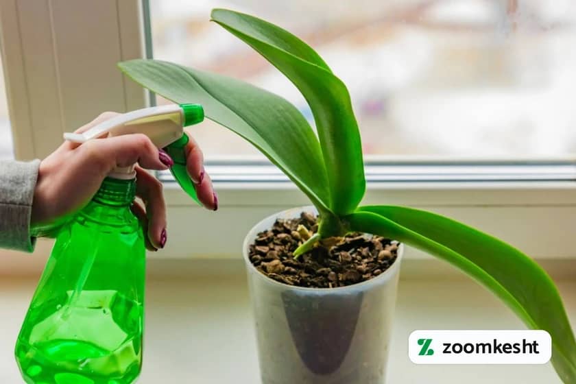 آفات گیاهان آپارتمانی