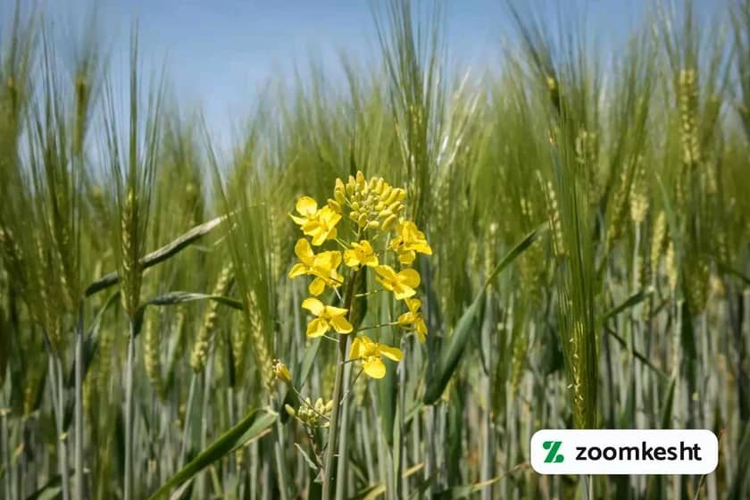 کاشت گندم بهاره