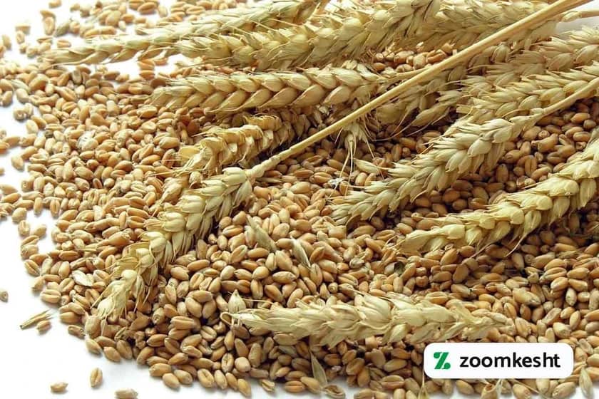 کاشت گندم بهاره