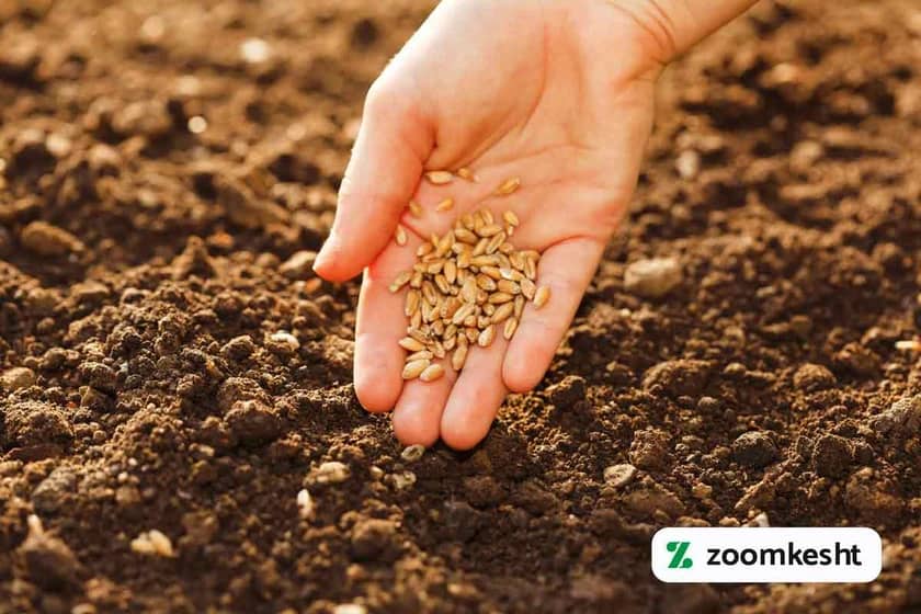 کاشت گندم بهاره