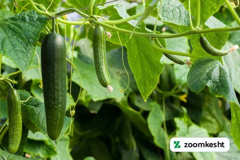 کاشت خیار گلخانه ای