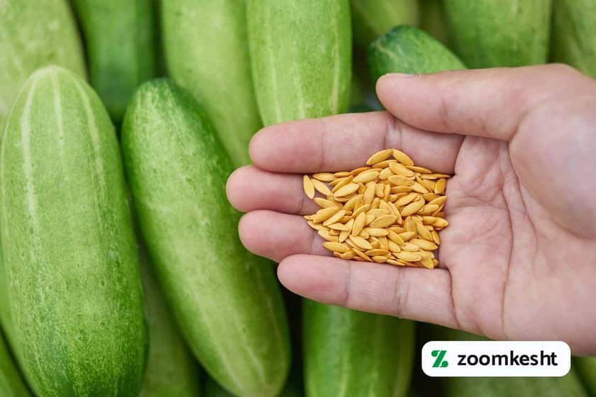 کاشت خیار گلخانه ای