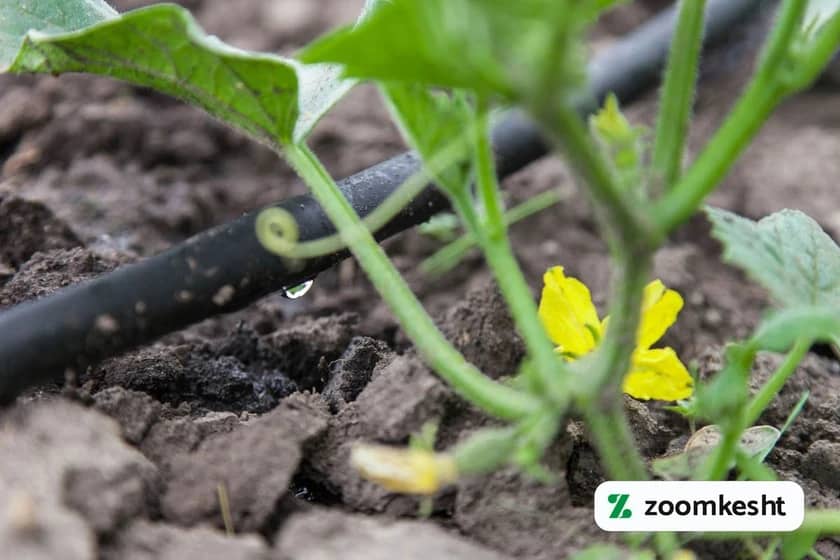 کاشت خیار گلخانه ای