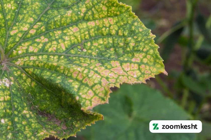 کاشت خیار گلخانه ای