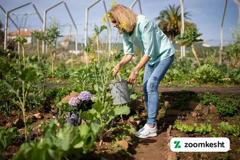 کشاورزی هلند