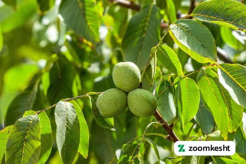 پیوند درخت گردو