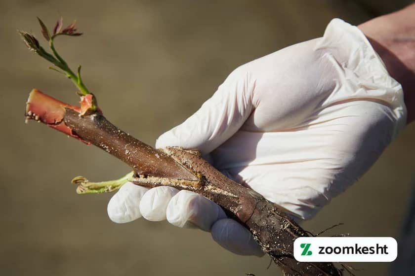 پیوند درخت گردو