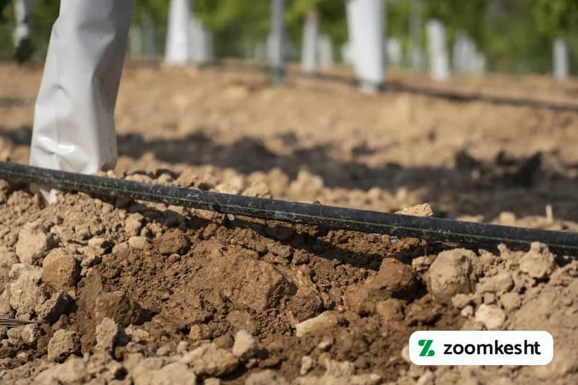 آبیاری بادام