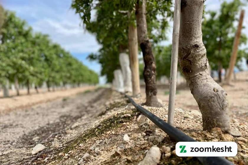 آبیاری بادام