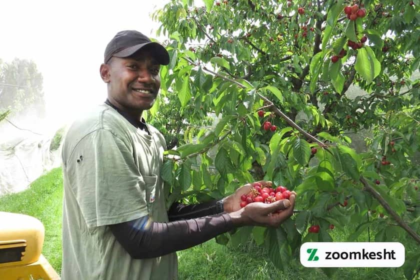 برداشت گیلاس