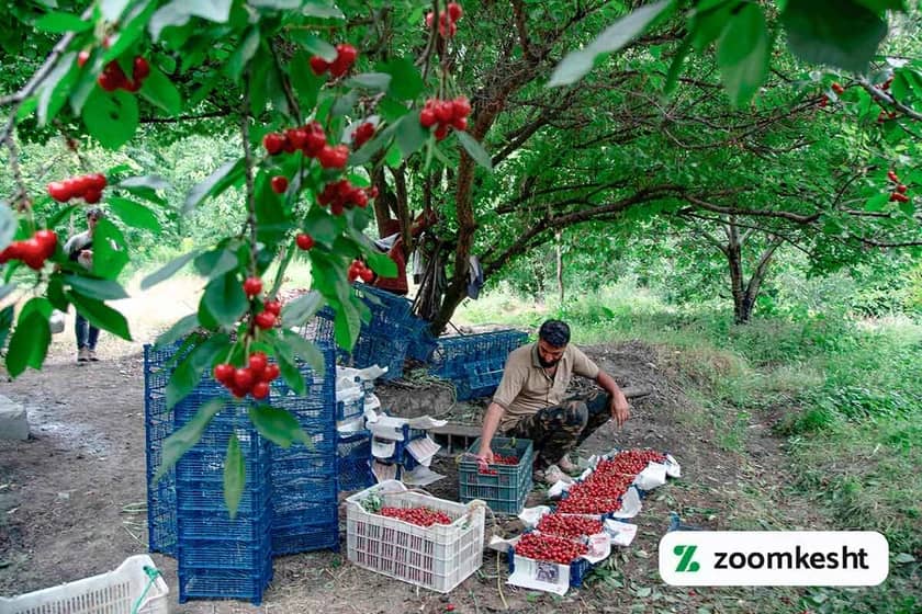 برداشت گیلاس