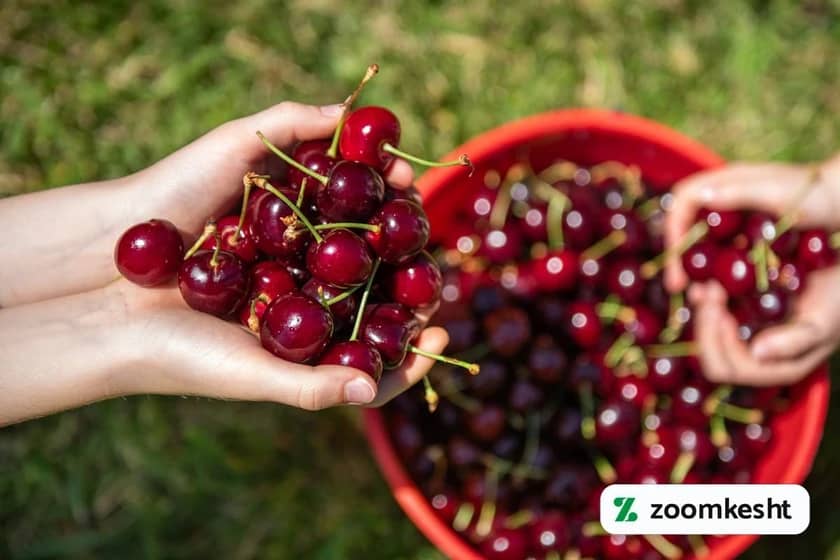 برداشت گیلاس