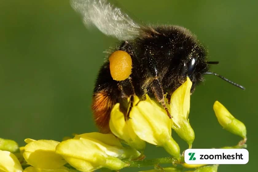 زنبور بامبل