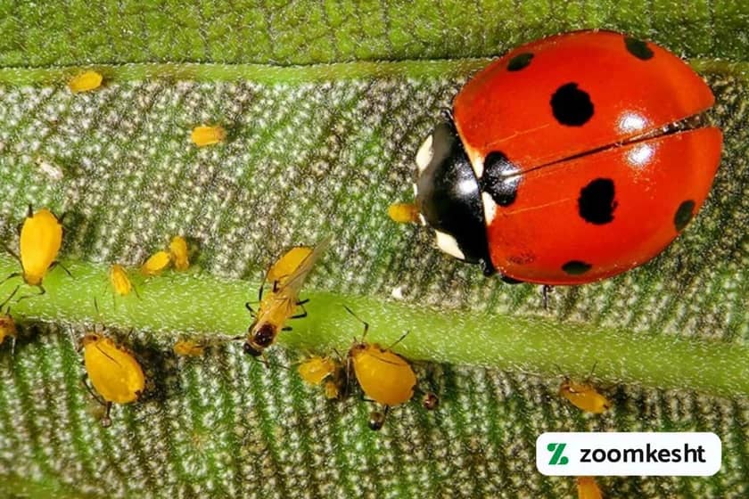 کفشدوزک هفت‌نقطه‌ای