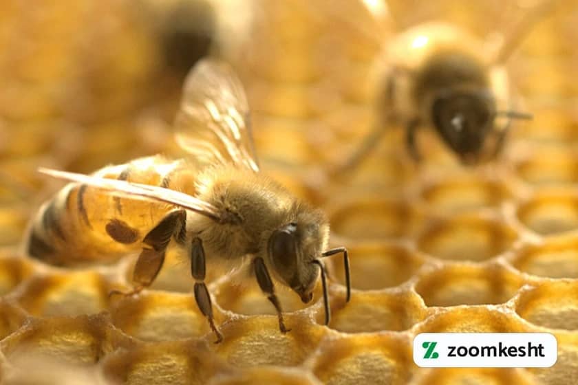 زنبور براکونید