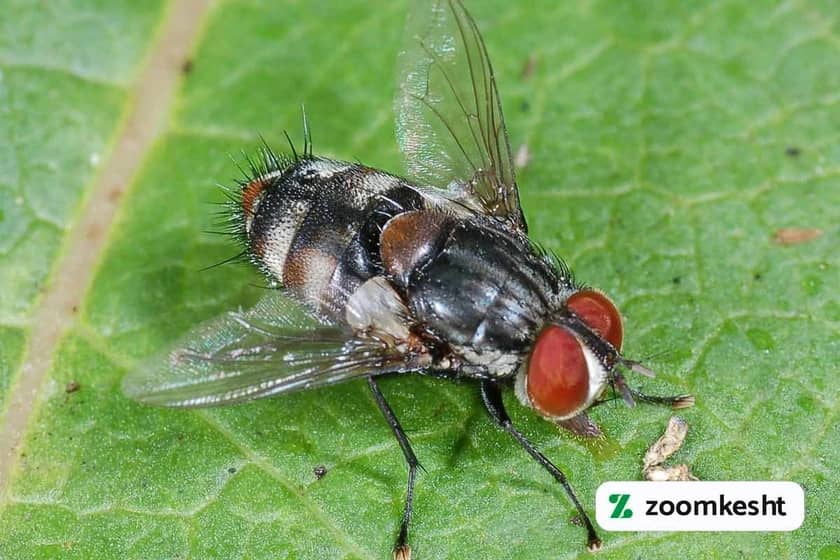 حشرات مفید کشاورزی