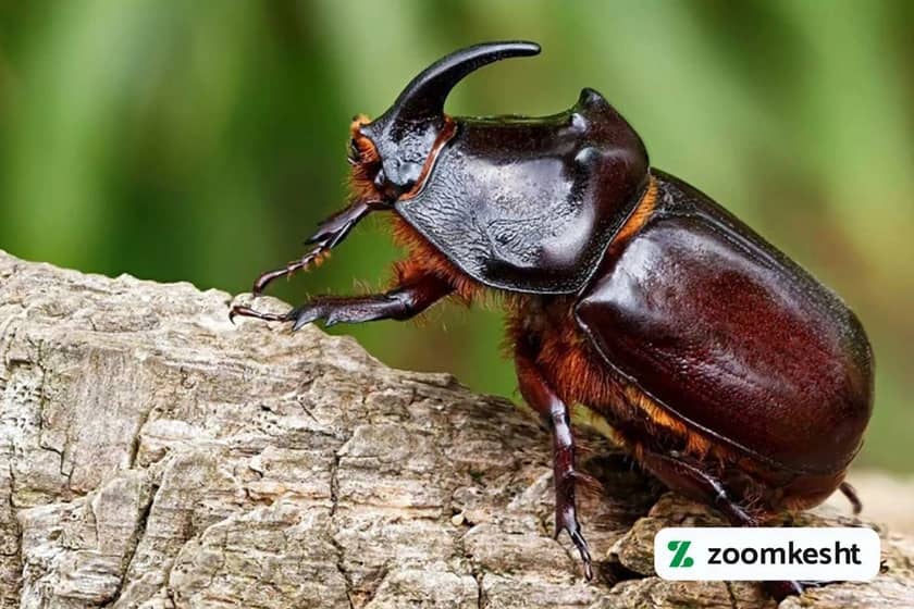 سوسک سرگین‌غلتان