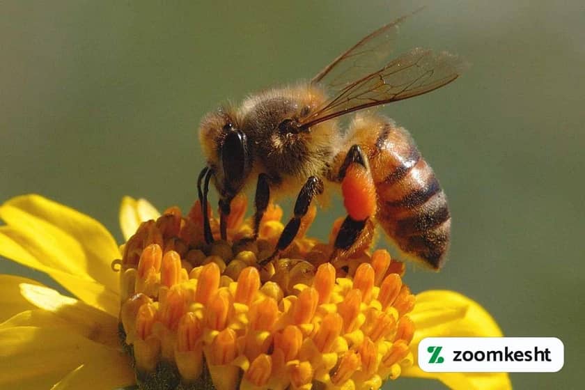 زنبور تریکوگراما 