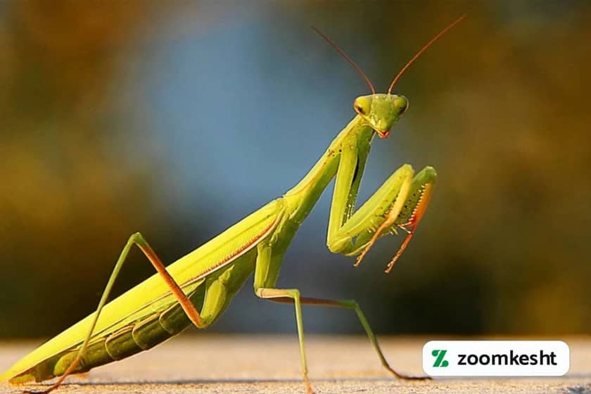 آخوندک یا مانتیس