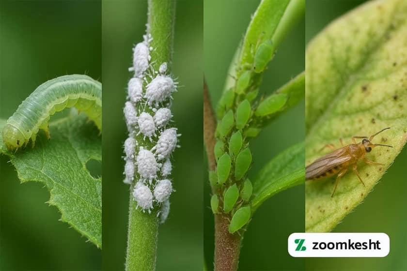 آفات کشاورزی و زراعی