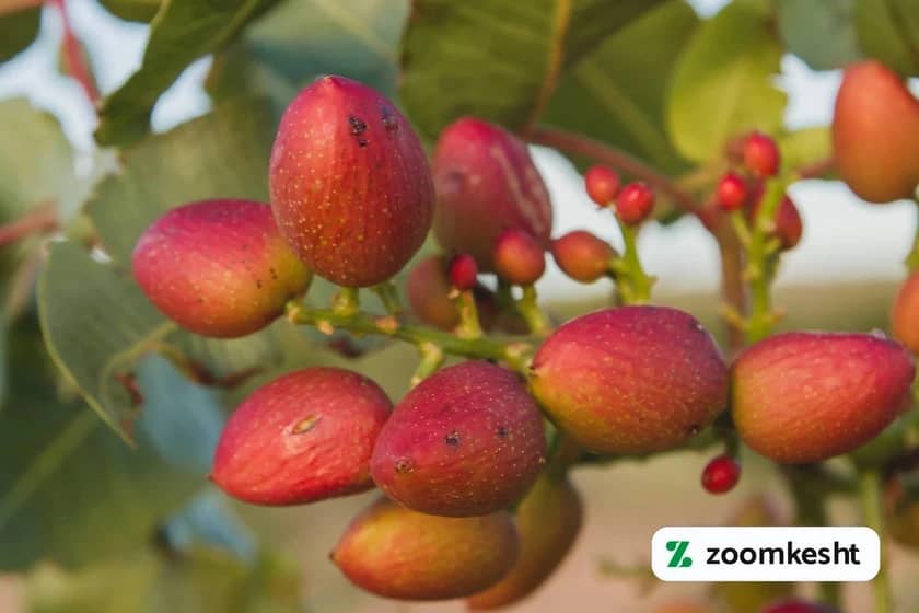 تنک شدن خوشه پسته