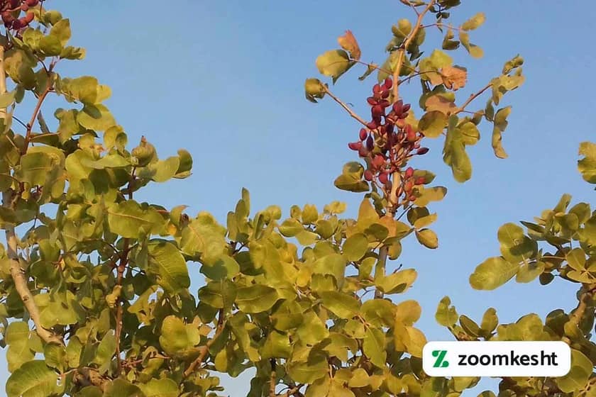 تنک شدن خوشه پسته