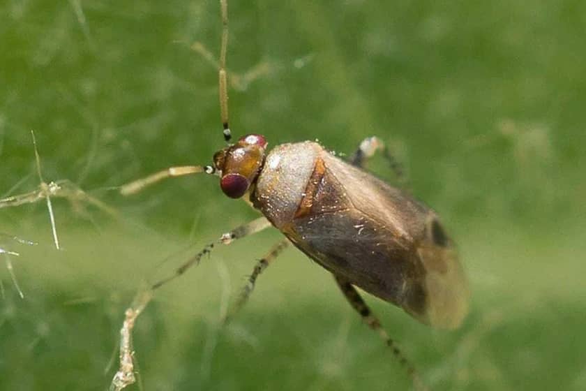 آفت سنک پسته