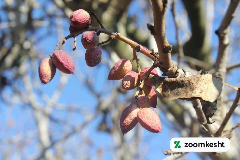 آفت سنک پسته