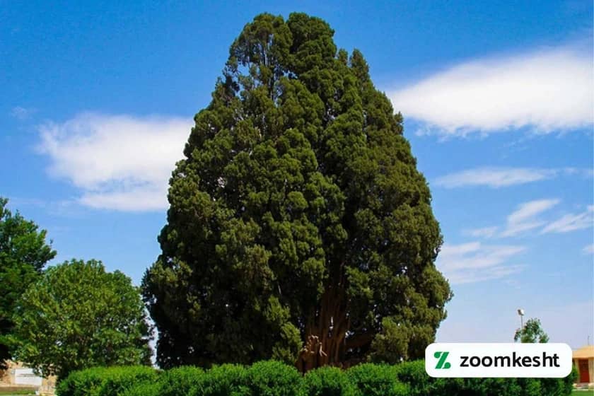 چنار اسکو آذربایجان شرقی