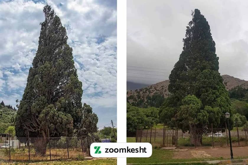 سرو هرزویل گیلان