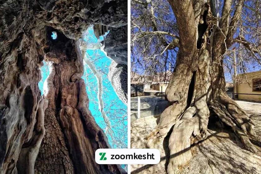 چنار تنگ چنار یزد